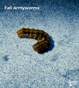 Fall Armyworms