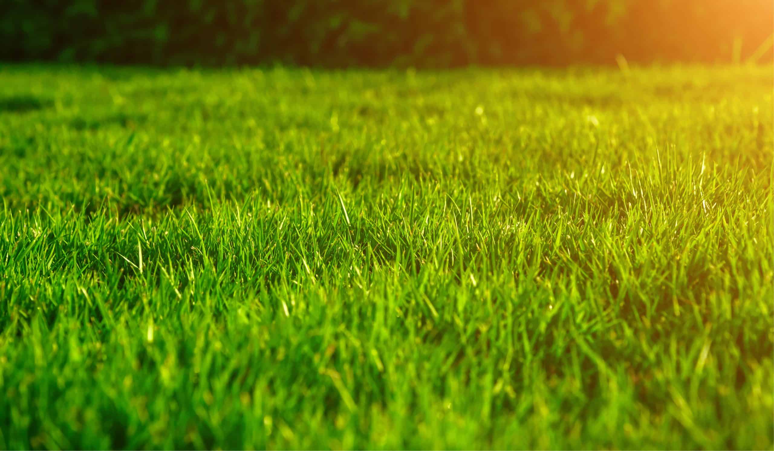 Choosing the best SOD Grass