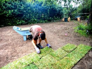 person laying sod