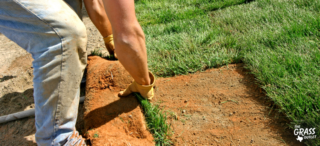 Laying sod in Texas