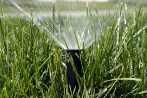 sprinkler in the grass