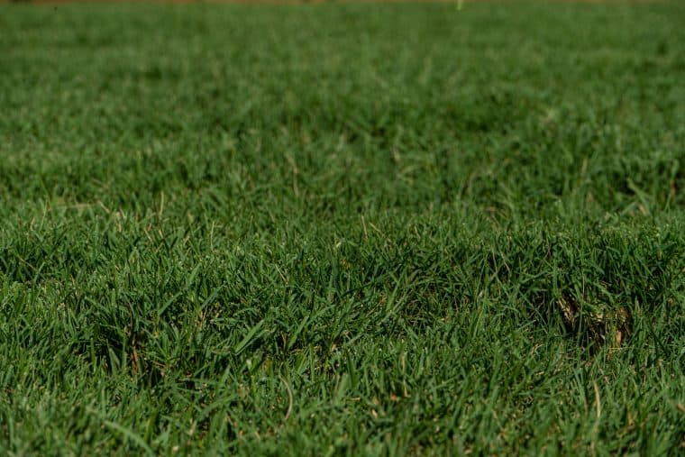 Tifway Bermuda Grass Zoom