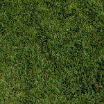 Texas Native St. Augustine Grass Top