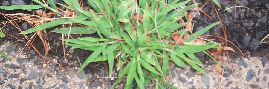 crabgrass in texas