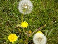 two dandelion weeds