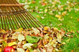 raked leaves