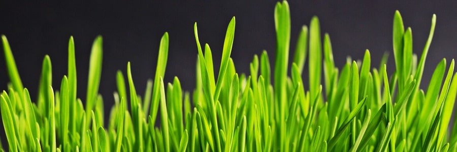 Blades of grass at slightly different lengths.