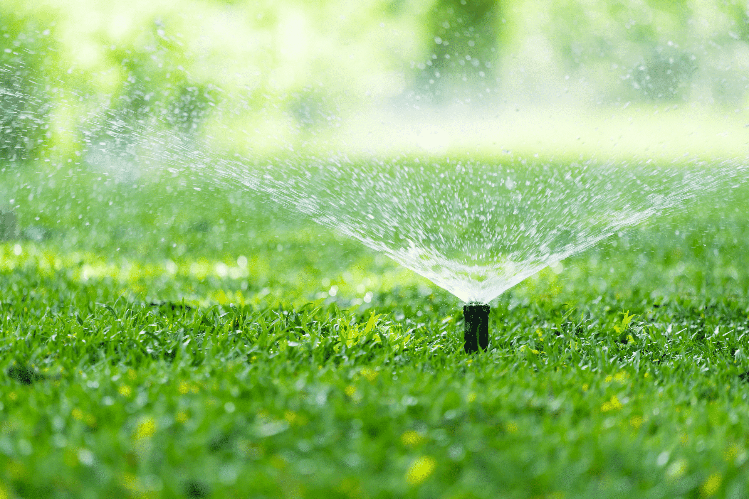 watering your lawn