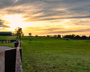 Kentucky Bluegrass