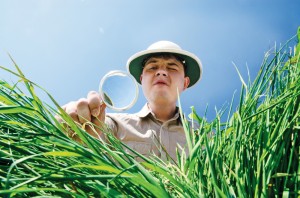 grass detective