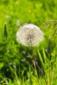 dandelion weed