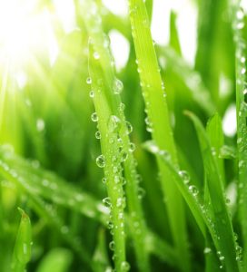 grass with dew drops