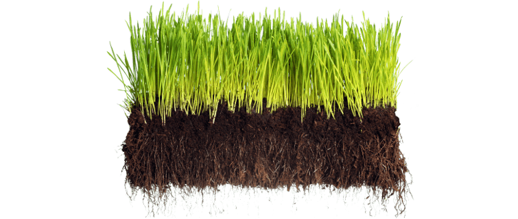 sod cross section