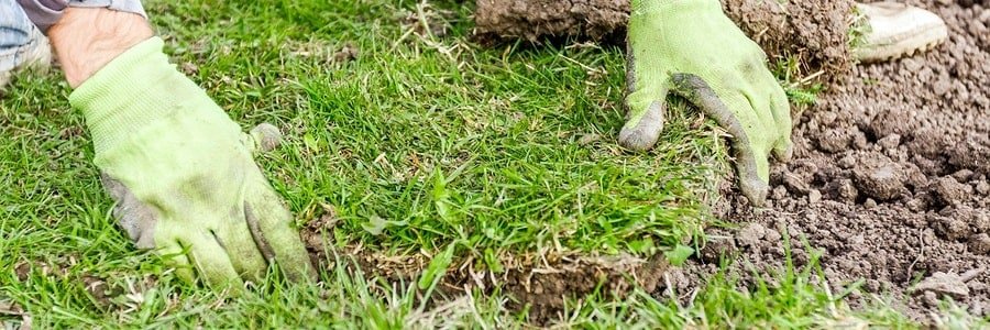 sod planting