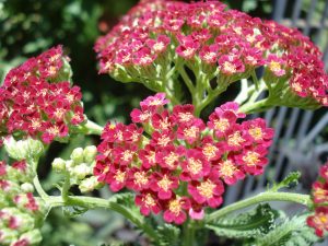 The beautiful yarrow bloom